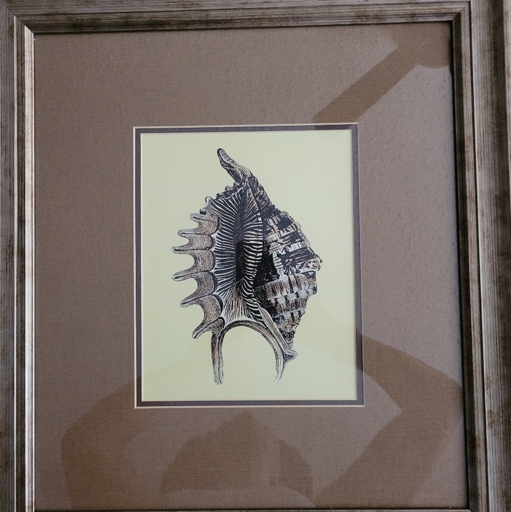Sea Shell Framed Wall Art